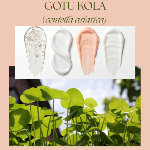 πΏ Gotu Kola (Centella Asiatica): The Ancient Herb for Focus, Skin, and Longevity